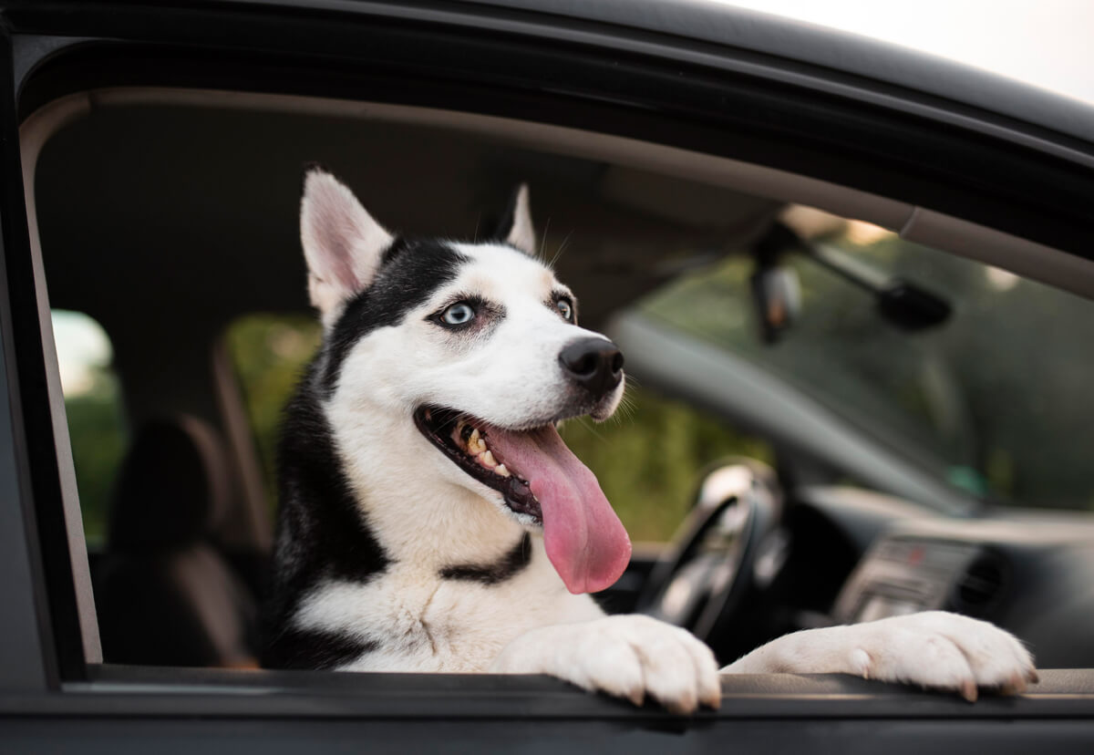 Cómo llevar al perro en el coche correctamente: Normativa 2023